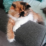 Ruby participe au concours pour gagner de l'argent avec cette photo : animal, architecture, armchair, blanket, building, cat, chair, couch, cushion, furniture, homedecor, indoors, kitten, linen, livingroom, manx, pet, pillow, room, siamese