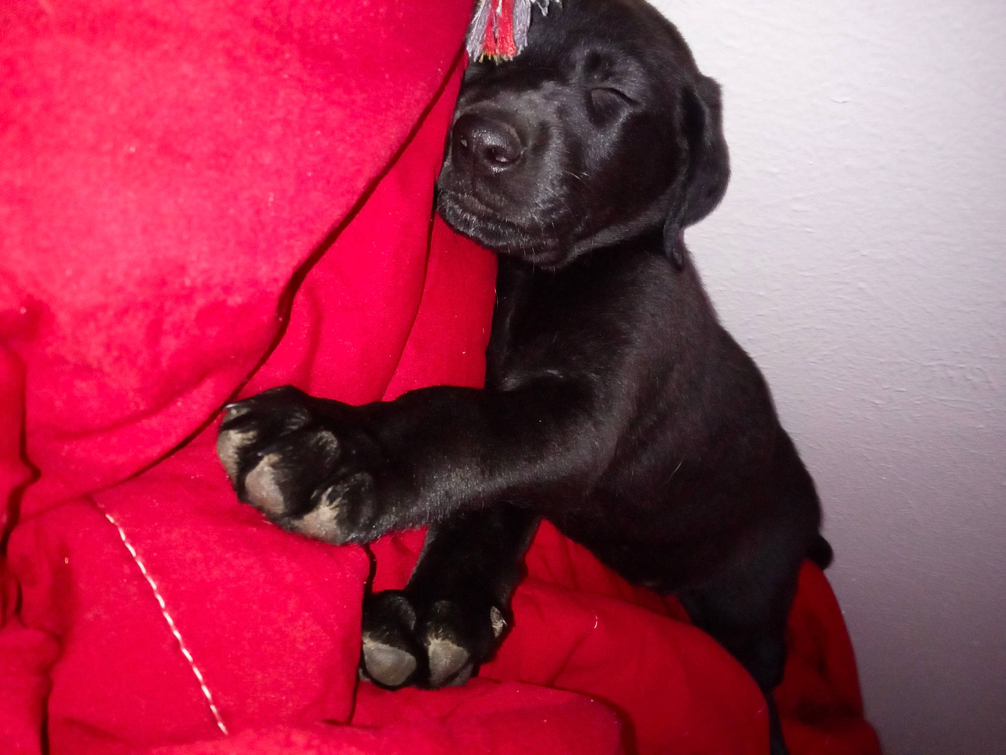 Tubby joined the competition — help win amazing prizes! borador, canidae, carnivore, comfort, companion_dog, dog, dog_breed, fawn, fur, gun_dog, liver, non_sporting_group, sitting, snout, sporting_group, terrestrial_animal, whiskers, working_animal