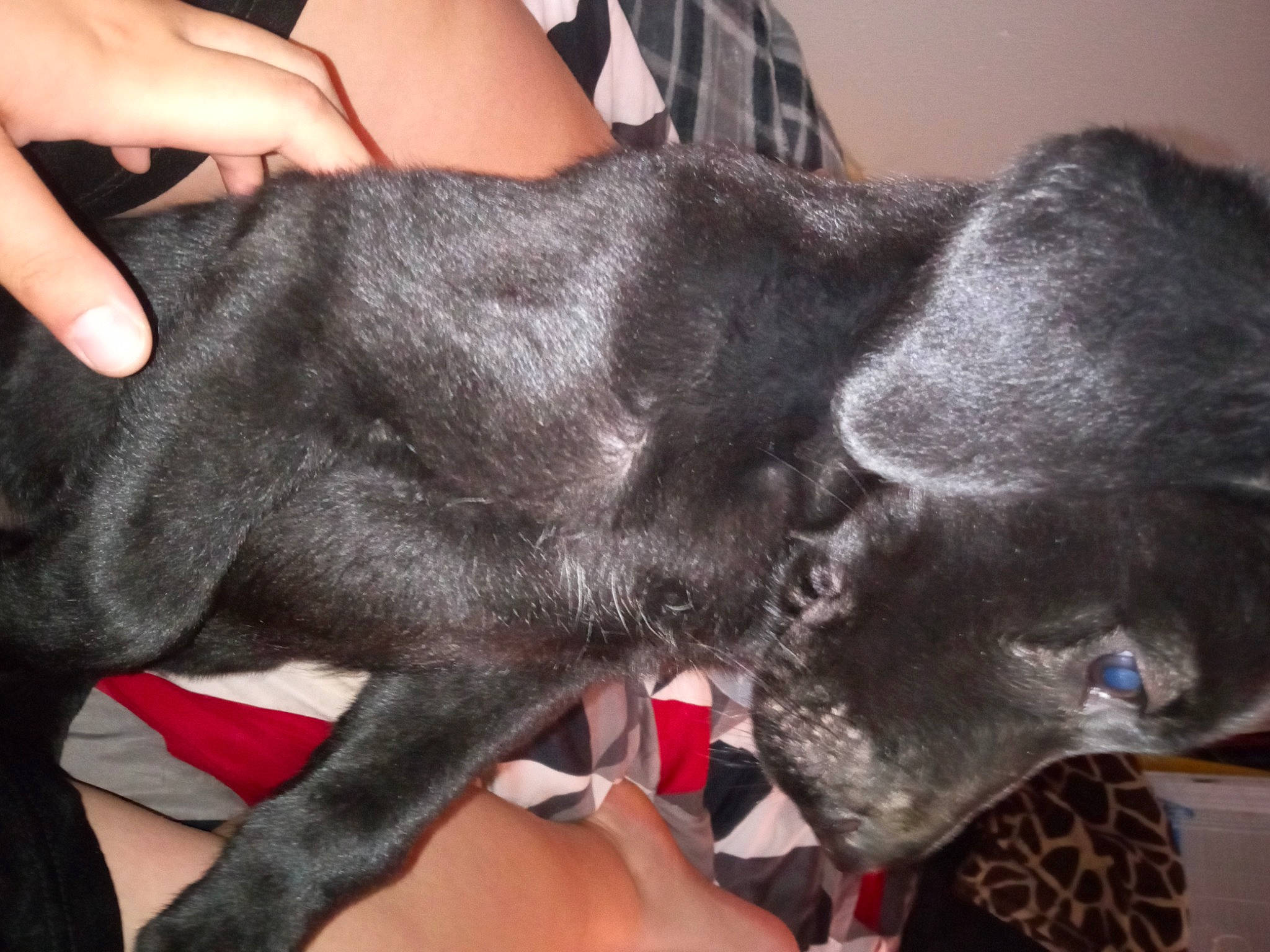 Tubby joined the competition — help win amazing prizes! canidae, carnivore, collar, comfort, companion_dog, dog, dog_breed, dog_collar, ear, fawn, finger, foot, fur, gesture, nail, snout, sporting_group, tail, whiskers, working_animal