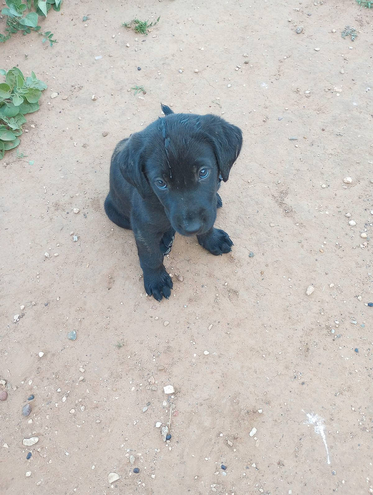 Tubby joined the competition — help win amazing prizes! art, borador, canidae, carnivore, companion_dog, dog, dog_breed, electric_blue, fawn, fur, grass, sand, sculpture, shadow, snout, soil, sporting_group, tail, terrestrial_animal, working_animal