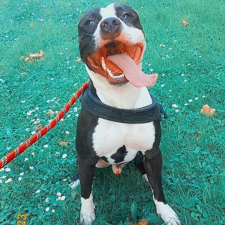 Tayron a rejoint le concours — aidez-le/la à gagner de superbes lots ! animal, black_and_white, canine, cute, daylight, dog, friendly, grass, greenery, happy, harness, leash, nature, outdoor, pet, playful, sitting, small_flowers, summer, tongue_out