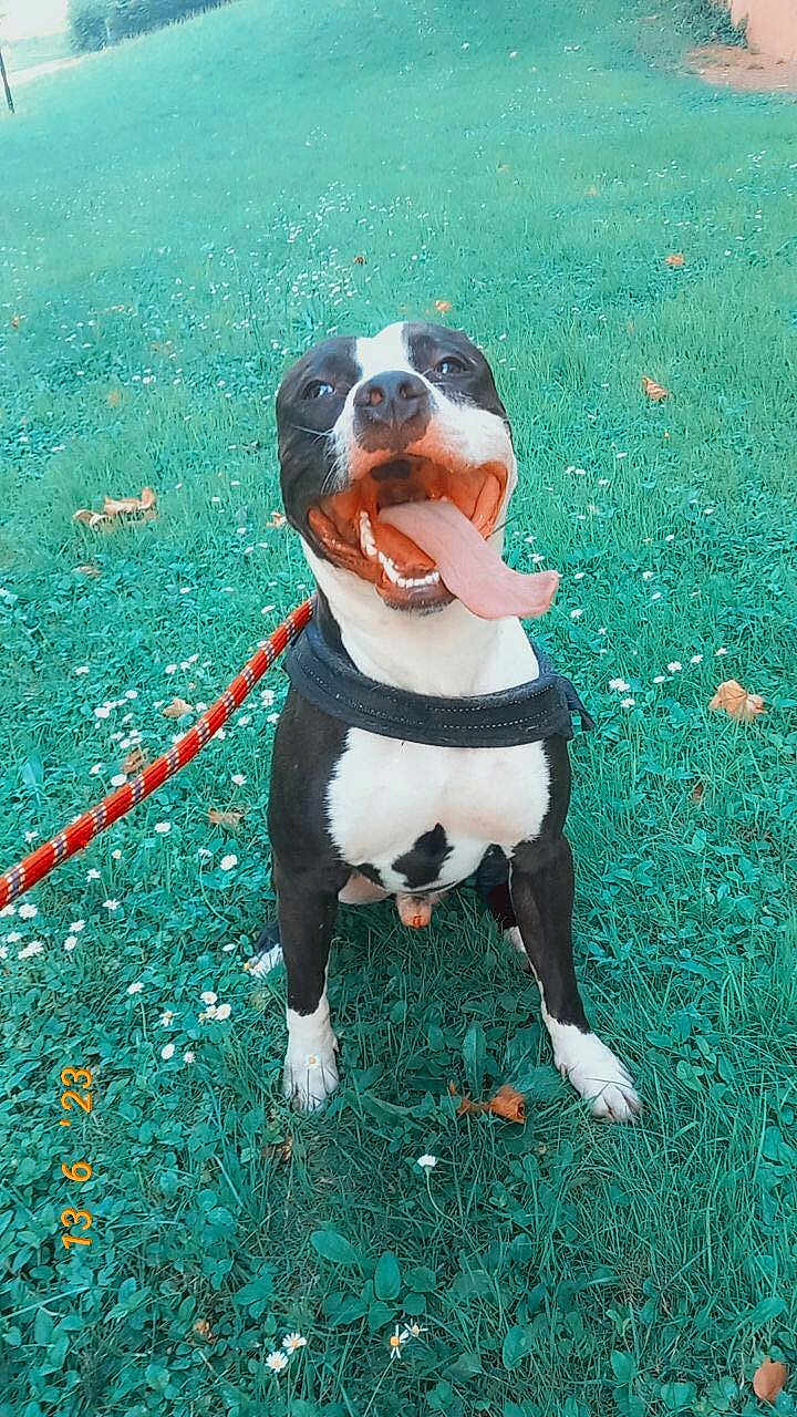 Tayron a rejoint le concours — aidez-le/la à gagner de superbes lots ! dog, black_and_white, tongue_out, happy, sitting, grass, leash, harness, pet, canine, outdoor, nature, playful, animal, summer, greenery, cute, friendly, daylight, small_flowers