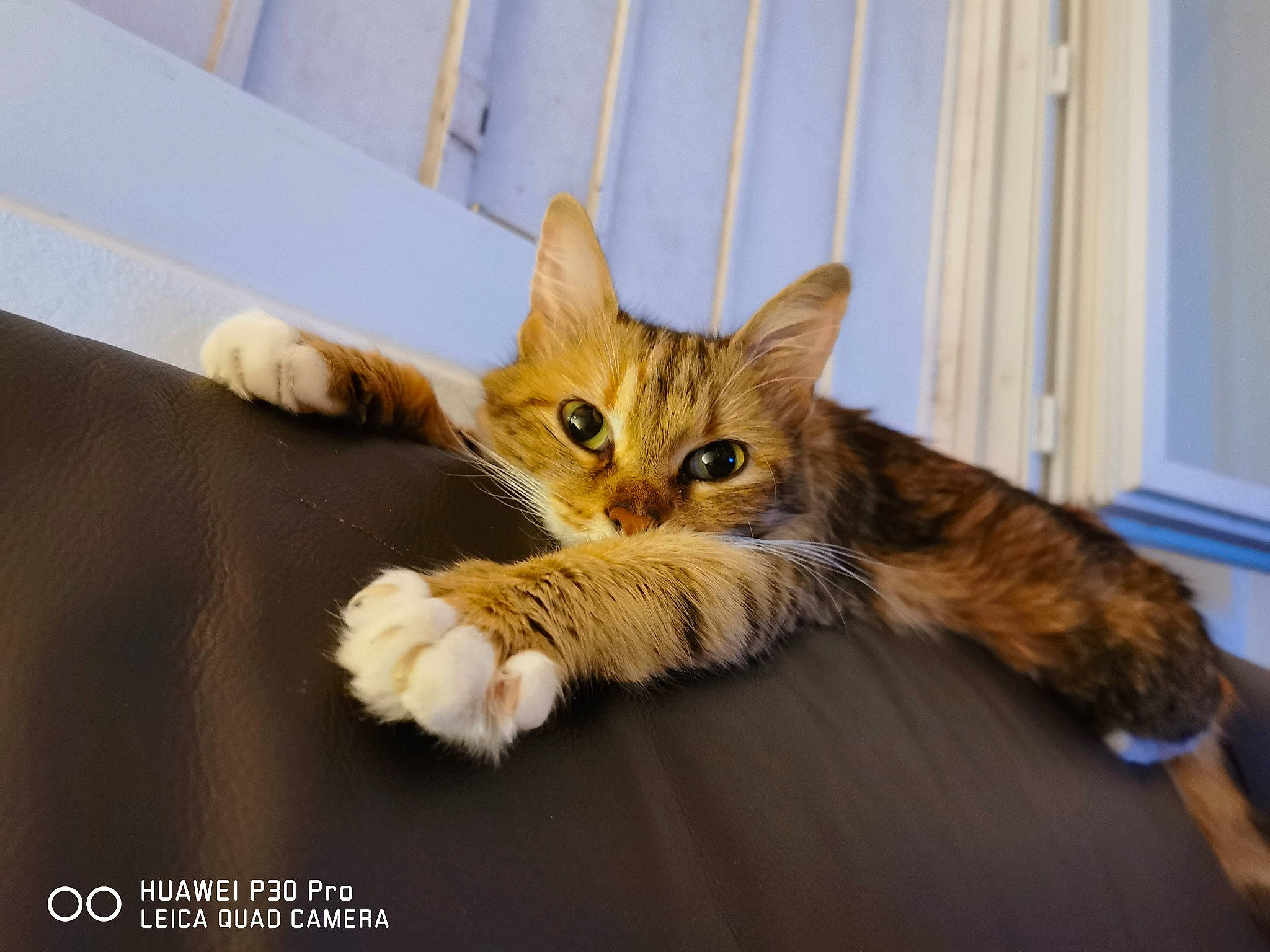 Gucci participe au concours pour gagner de l'argent avec cette photo : carnivore, cat, cat_furniture, cat_supply, claw, comfort, curtain, domestic_short_haired_cat, fawn, felidae, fur, paw, sitting, small_to_medium_sized_cats, snout, tail, whiskers