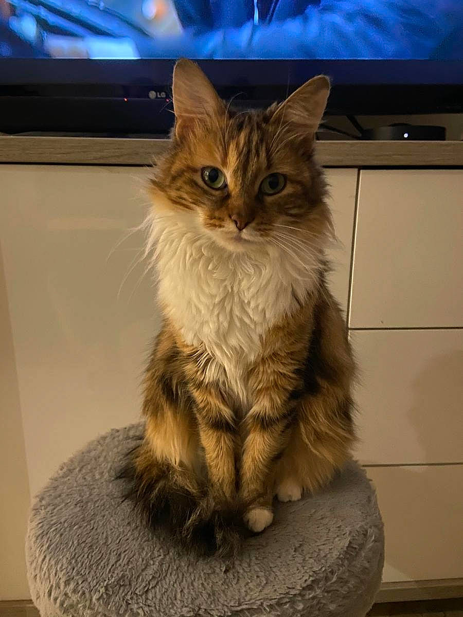 Gucci participe au concours pour gagner de l'argent avec cette photo : box, carnivore, cat, claw, computer_monitor, display_device, domestic_short_haired_cat, fawn, felidae, flat_panel_display, fur, led_backlit_lcd_display, maine_coon, paw, sitting, small_to_medium_sized_cats, snout, tail, television, whiskers