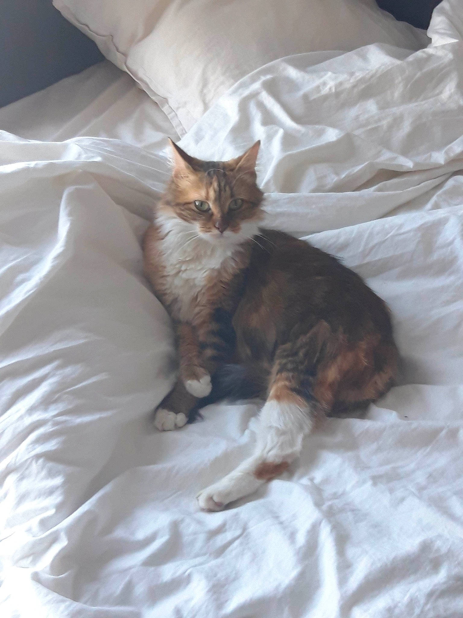 Gucci participe au concours pour gagner de l'argent avec cette photo : bed, bed_sheet, bedding, carnivore, cat, claw, comfort, duvet, fawn, felidae, fur, human_leg, linens, liver, paw, small_to_medium_sized_cats, tail, terrestrial_animal, textile, whiskers
