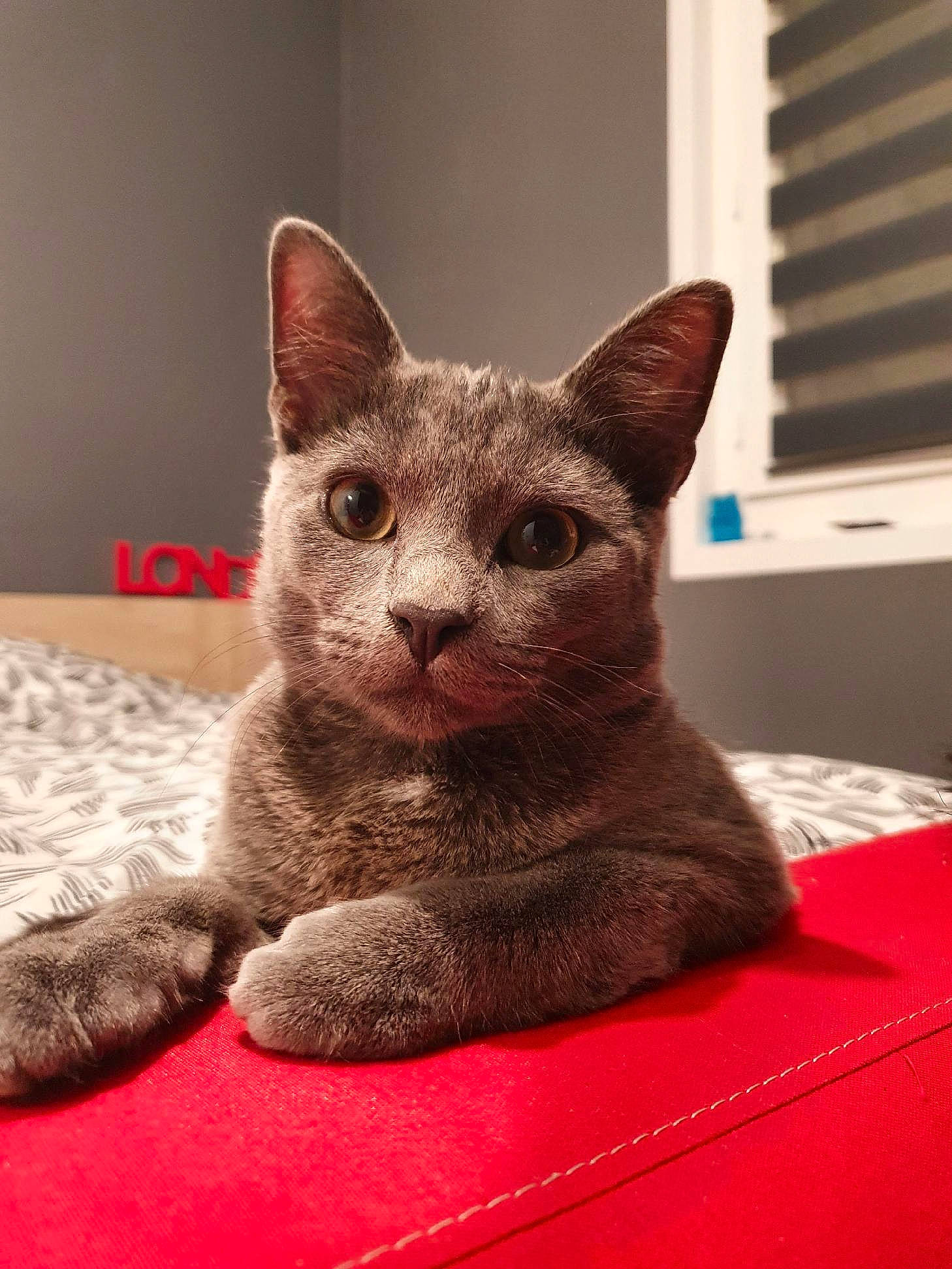 Grisou a rejoint le concours — aidez-le/la à gagner de superbes lots ! carnivore, cat, cat_supply, comfort, domestic_short_haired_cat, fawn, felidae, fur, grey, home_appliance, oriental_shorthair, pet_supply, small_to_medium_sized_cats, snout, terrestrial_animal, whiskers, window