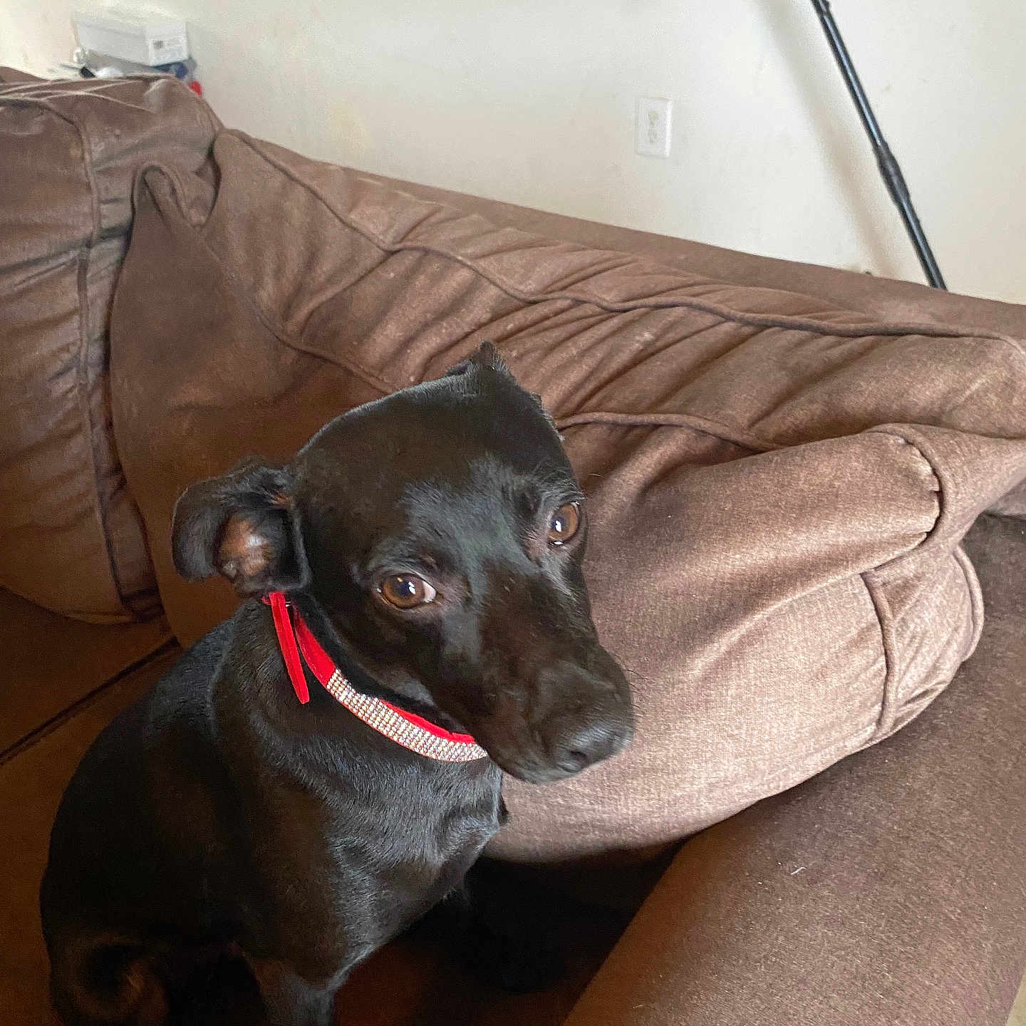 Lil Boss is registered to the contest to win money with this photo: animal, blanket, canine, couch, cushion, dog, dogbed, face, furniture, head, homedecor, labradorretriever, person, pet, pillow, puppy