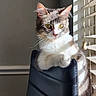 cat, chair, window_blinds, sunlight, indoor, feline, pet, animal, whiskers, ears, fur, yellow_eyes, relaxed, domestic_cat, shadow, black_chair, curious, striped, paw, home