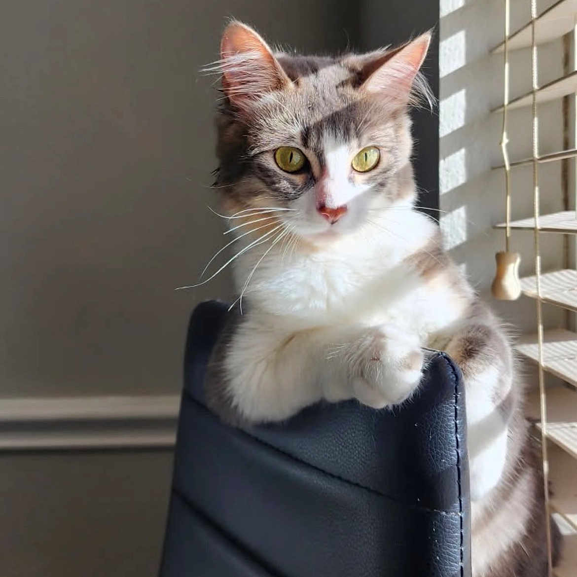 Stella joined the competition — help win amazing prizes! cat, chair, window_blinds, sunlight, indoor, feline, pet, animal, whiskers, ears, fur, yellow_eyes, relaxed, domestic_cat, shadow, black_chair, curious, striped, paw, home