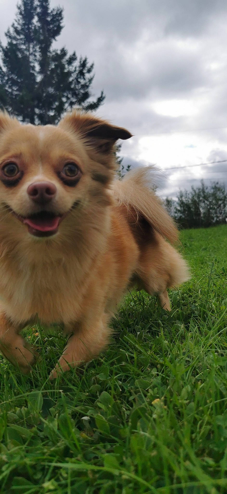 Buddy Francis joined the competition — help win amazing prizes! canidae, carnivore, chihuahua, cloud, companion_dog, dog, dog_breed, fawn, fur, german_spitz, grass, plant, pomeranian, sky, snout, sporting_group, terrestrial_animal, toy_dog, tree, whiskers