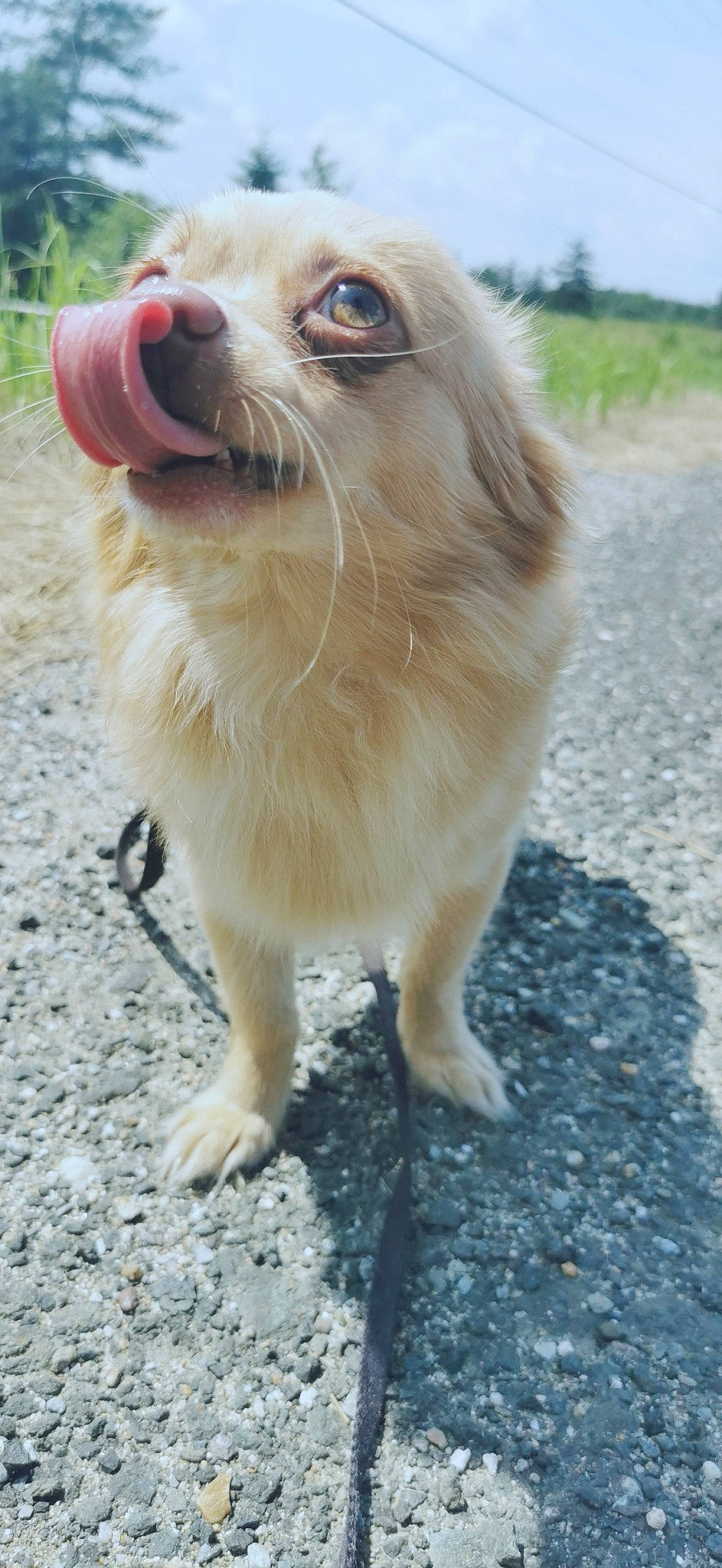 Buddy Francis joined the competition — help win amazing prizes! canidae, carnivore, collar, companion_dog, dog, dog_breed, dog_supply, fawn, fur, german_spitz, goggles, liver, plant, road_surface, sporting_group, terrestrial_animal, toy_dog, volpino_italiano, whiskers, working_animal