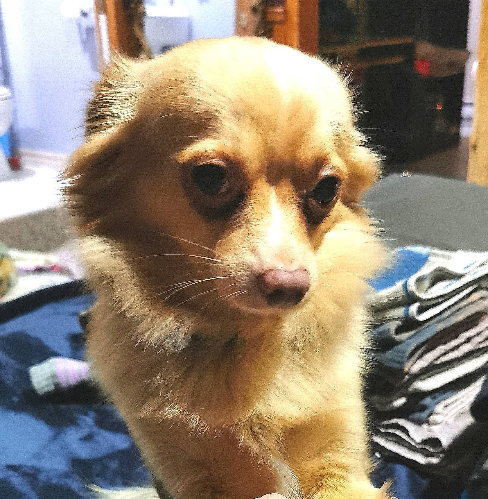 Buddy Francis joined the competition — help win amazing prizes! carnivore, companion_dog, corgi_chihuahua, dog, dog_breed, fur, german_spitz, non_sporting_group, pomeranian, spitz, terrestrial_animal, toy_dog, whiskers