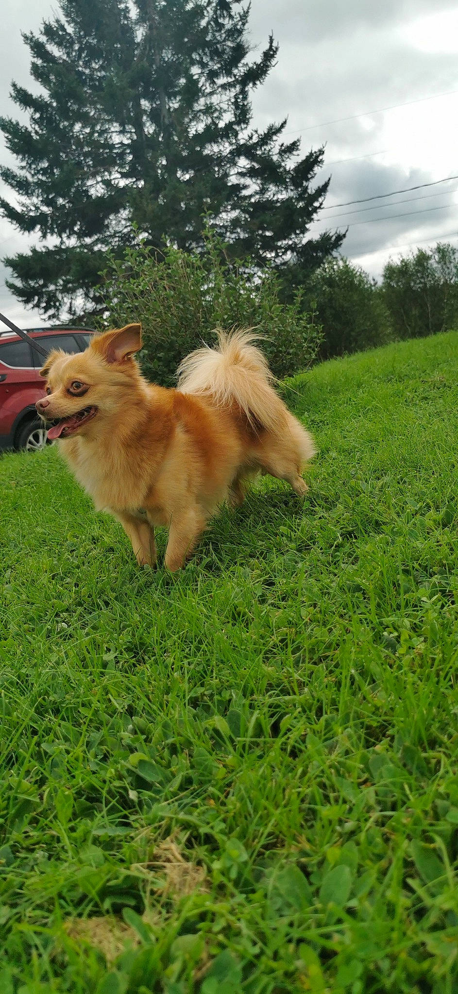 Buddy Francis joined the competition — help win amazing prizes! canidae, carnivore, cloud, companion_dog, dog, dog_breed, fawn, german_spitz_mittel, grass, grassland, plant, pomeranian, sky, snout, spitz, sporting_group, tail, tree, wheel, working_animal