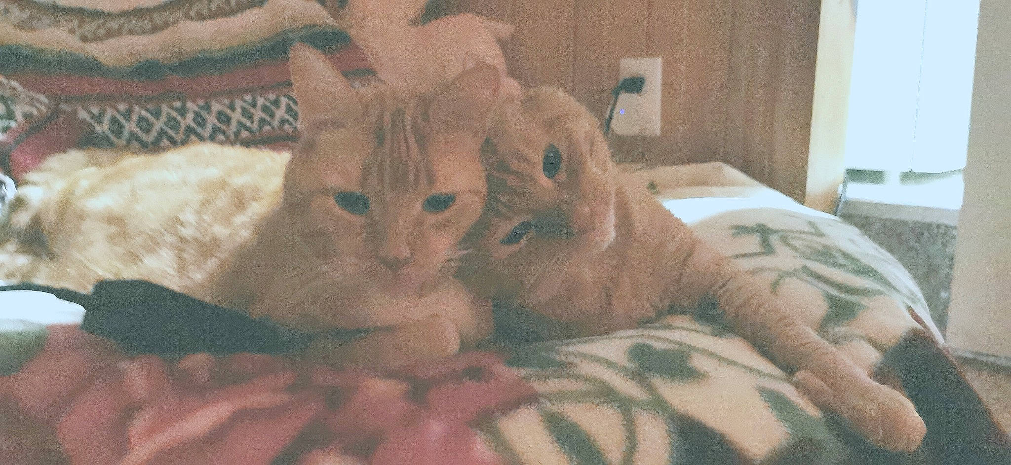 Simba is registered to the contest to win money with this photo: bed, bedding, carnivore, cat, comfort, domestic_short_haired_cat, fawn, felidae, fur, hardwood, linens, paw, room, small_to_medium_sized_cats, snout, tail, whiskers, wood