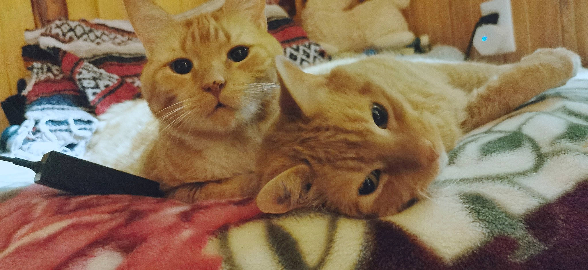 Simba joined the competition — help win amazing prizes! carnivore, cat, claw, comfort, domestic_short_haired_cat, fawn, felidae, fur, paw, photo_caption, small_to_medium_sized_cats, snout, tail, whiskers