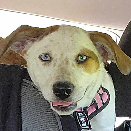 Chloe is registered to the contest to win money with this photo: carnivore, collar, companion_dog, dog, dog_breed, dog_clothes, dog_collar, dog_supply, eye, fawn, fur, guard_dog, leash, pet_supply, selfie, snout, sporting_group, street_dog, whiskers, working_animal