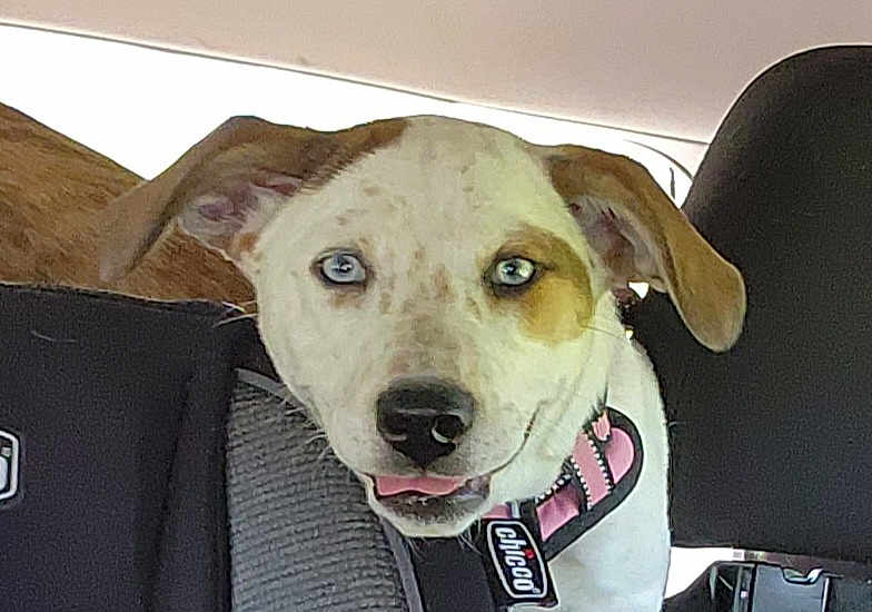 Chloe is registered to the contest to win money with this photo: carnivore, collar, companion_dog, dog, dog_breed, dog_clothes, dog_collar, dog_supply, eye, fawn, fur, guard_dog, leash, pet_supply, selfie, snout, sporting_group, street_dog, whiskers, working_animal