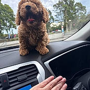 Ollie is registered to the contest to win money with this photo: puppy, dog, dashboard, car_interior, hand, curly_fur, pet, window, trees, cloudy_sky, happy, tongue, transportation, animal, vehicle, smiling, closeup, fur, domestic_animal, cute