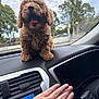 puppy, dog, dashboard, car_interior, hand, curly_fur, pet, window, trees, cloudy_sky, happy, tongue, transportation, animal, vehicle, smiling, closeup, fur, domestic_animal, cute