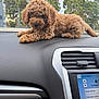 Ollie joined the competition — help win amazing prizes! puppy, dog, brown, curly_fur, dashboard, car_interior, window, trees, outdoor, nature, pet, animal, cute, relaxed, young_dog, fur, nose, ears, paw, resting