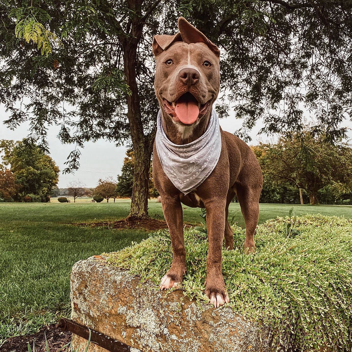 Kai is registered to the contest to win money with this photo: art, bulldog, carnivore, companion_dog, dog, dog_breed, fawn, garden, grass, groundcover, landscape, liver, molosser, plant, sculpture, sky, sporting_group, terrestrial_animal, tree, wrinkle