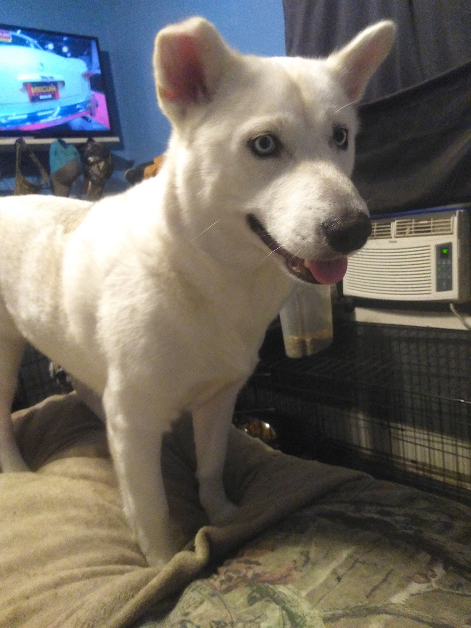 Roxie is registered to the contest to win money with this photo: cable_television, canidae, carnivore, companion_dog, display_device, dog, dog_breed, door, fawn, flat_panel_display, flooring, fur, gadget, led_backlit_lcd_display, snout, sporting_group, tail, television, whiskers, working_animal