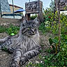 Phoenix a rejoint le concours — aidez-le/la à gagner de superbes lots ! animal, cat, close_up, daylight, dirt, fence, flora, garden, gray_fur, green_eyes, long_hair, nature, outdoor, owl_sculpture, pet, plants, portrait, relaxed, wildlife, wooden_sculpture