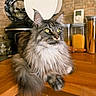 Phoenix participe au concours pour gagner de l'argent avec cette photo : cat, long_hair, yellow_eyes, kitchen, counter, container, wooden_surface, domestic, pet, feline, indoor, close_up, animal, fur, whiskers, relaxed, curious, appliance, skull_design, household