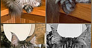 Phoenix participe au concours pour gagner de l'argent avec cette photo : cat, maine_coon, feline, fluffy_fur, yellow_eyes, wooden_countertop, kitchen, collage, black_and_white, decor, skull, pet, animal, indoor, closeup, portrait, sitting, relaxed, furniture, household
