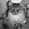 Phoenix participe au concours pour gagner de l'argent avec cette photo : cat, maine_coon, feline, long_hair, pet, animal, indoor, kitchen, counter, portrait, black_and_white, fur, whiskers, ears, eyes, table, domestic, relaxed, mammal, close_up