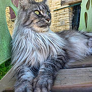 Phoenix participe au concours pour gagner de l'argent avec cette photo : cat, long_hair, green_eyes, outdoor, wooden_surface, stone_wall, green_chair, relaxed, feline, portrait, animal, pet, close_up, nature, sunlight, resting, whiskers, ears, side_view, fluffy