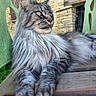 animal, cat, close_up, ears, feline, fluffy, green_chair, green_eyes, long_hair, nature, outdoor, pet, portrait, relaxed, resting, side_view, stone_wall, sunlight, whiskers, wooden_surface
