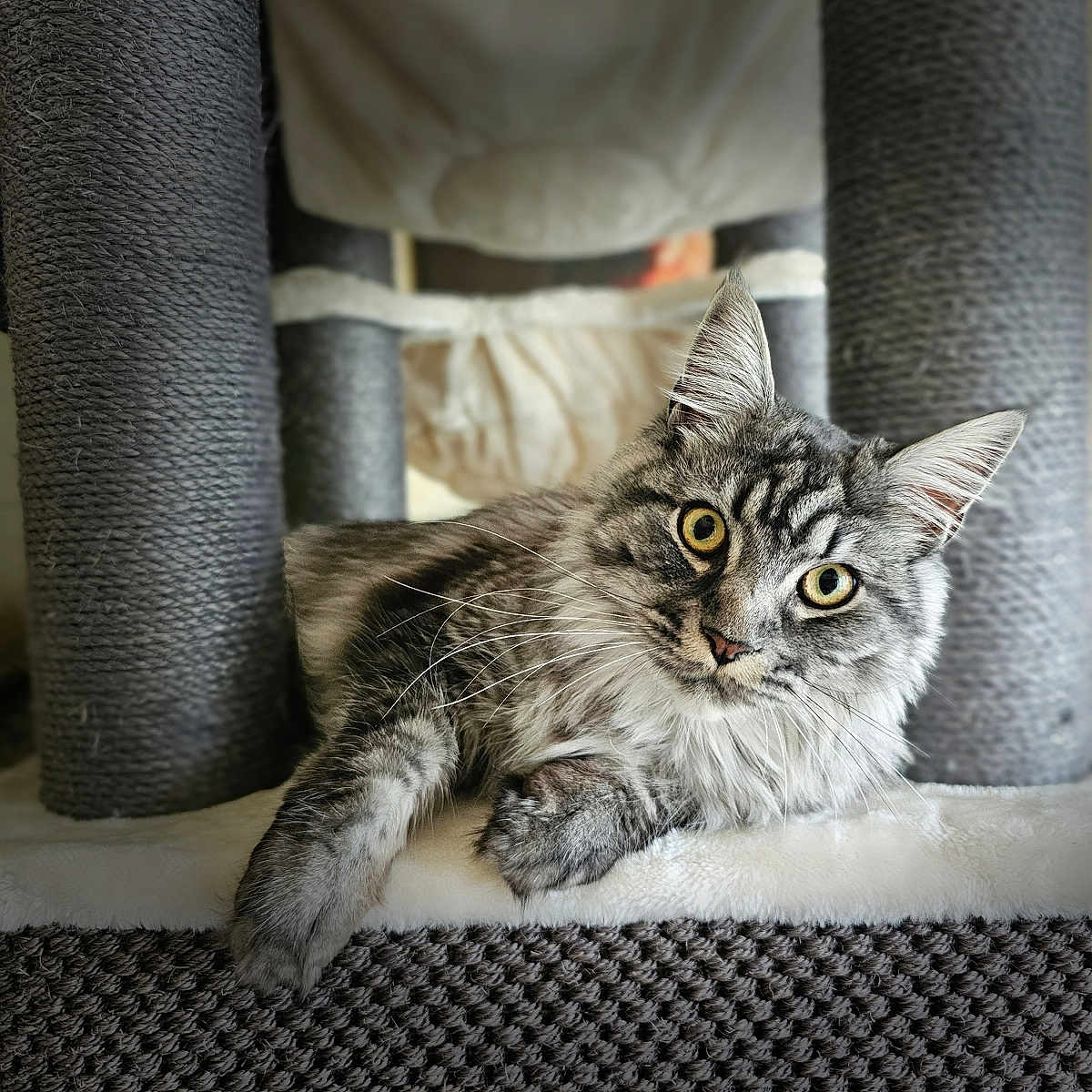 Phoenix participe au concours pour gagner de l'argent avec cette photo : abyssinian, angora, animal, architecture, armchair, building, cat, chair, couch, cushion, furniture, homedecor, indoors, kitten, livingroom, manx, pet, room, siamese, wood