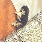 Cozy joined the competition — help win amazing prizes! puppy, dog, fluffy, lying_down, wooden_floor, mat, gate, indoor, pet, small_dog, cute, relaxed, fur, animal, domestic, playful, adorable, resting, companion, young