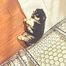 puppy, dog, fluffy, lying_down, wooden_floor, mat, gate, indoor, pet, small_dog, cute, relaxed, fur, animal, domestic, playful, adorable, resting, companion, young