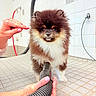 dog, puppy, pomeranian, fluffy, pet, animal, grooming, vacuum_hose, hands, nail_polish, pink_nails, tiled_floor, tiled_wall, indoor, clean, cute, small_dog, brown_and_white, pet_care, calm