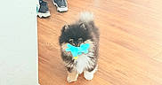 Cozy is registered to the contest to win money with this photo: puppy, dog, pom, fluffy, toy, indoor, wooden_floor, pet_bed, shoes, black, tan, small_dog, cute, animal, floor, house, furniture, playful, pet, domestic