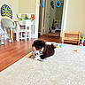 Cozy joined the competition — help win amazing prizes! puppy, dog, toy, stuffed_animal, carpet, floor, wooden_floor, childrens_furniture, chair, table, room, indoor, play, pet, cute, small_dog, black_dog, tan_dog, home, cozy