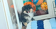 Cozy is registered to the contest to win money with this photo: ball, blue_cushion, colorful_balls, cushion, dog, enclosure, floor, furry, google_ball, happy, indoor, pet, play_area, puppy, reflection, small_dog, tongue_out, white, white_cushion, wooden_floor