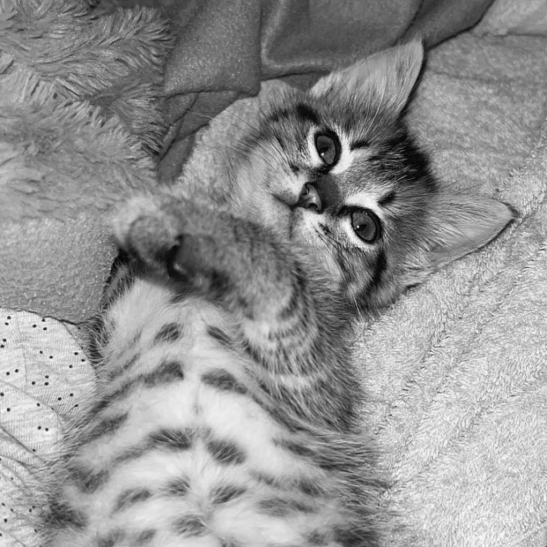 Romy a rejoint le concours — aidez-le/la à gagner de superbes lots ! abyssinian, animal, bed, bedroom, blanket, cat, couch, egyptiancat, furniture, indoors, kitten, manx, ocelot, person, pet, quilt, room, siamese, sleeping
