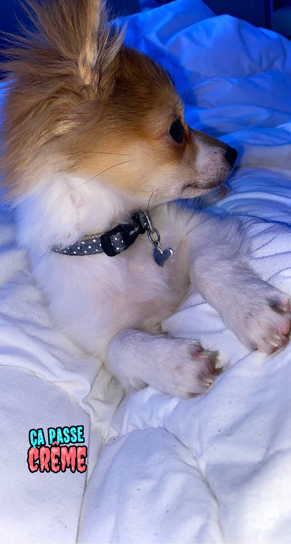 Cookie participe au concours pour gagner de l'argent avec cette photo : carnivore, collar, companion_dog, dog, dog_breed, dog_collar, dog_supply, electric_blue, fur, logo, pet_supply, snout, toy_dog