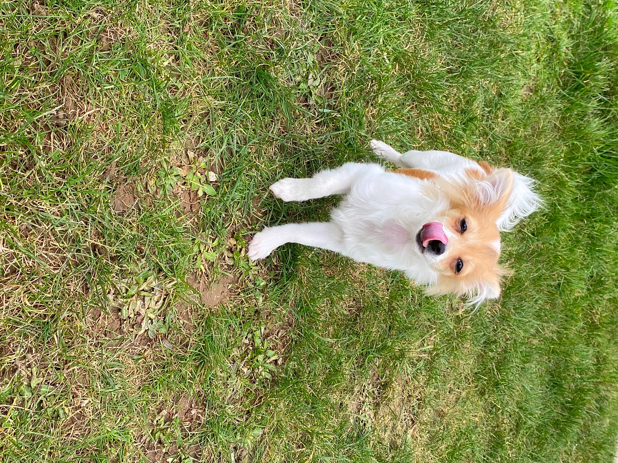 Cookie participe au concours pour gagner de l'argent avec cette photo : canidae, carnivore, companion_dog, dog, dog_breed, fawn, fur, grass, grassland, groundcover, pasture, paw, plant, sporting_group, tail, terrestrial_animal, terrier, toy, toy_dog, whiskers