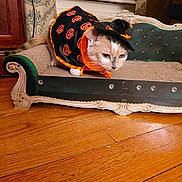Missy joined the competition — help win amazing prizes! animal, black_and_orange, cat, costume, eyes, fur, furniture, green, halloween, hardwood_floor, home_decor, indoor, lying_down, ornate, pet, portrait, pumpkin, sitting, sofa, whiskers
