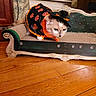 animal, black_and_orange, cat, costume, eyes, fur, furniture, green, halloween, hardwood_floor, home_decor, indoor, lying_down, ornate, pet, portrait, pumpkin, sitting, sofa, whiskers