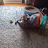 Missy is registered to the contest to win money with this photo: animal, carpet, cat, cozy, curtains, fabric_tunnel, feline, floor, home, indoor, pet, playful, quiet, relaxed, scratching_pad, shadow, slippers, toy, window_light, yellow_mouse_toy