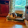 Missy joined the competition — help win amazing prizes! animal, blinds, calico_cat, cat, chaise_lounge, curtains, fur, furniture, home_decor, indoors, living_room, lounging, ornate, pet, sitting, tail, television, whiskers, window, wooden_floor