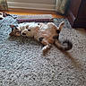 Missy is registered to the contest to win money with this photo: carpet, cat, cozy, curtains, domestic, feline, floor, fluffy, fur, home, indoor, lying_down, natural_light, paws, pet, playful, relaxed, scratching_pad, tail, window