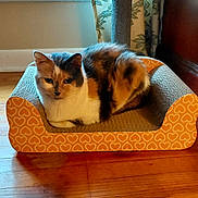 Missy joined the competition — help win amazing prizes! animal, calico_cat, cardboard, cat, cat_bed, cozy, curtains, cute, domestic_cat, feline, fur, heart_pattern, home, indoor, pet, relaxed, resting, scratching_post, window, wooden_floor