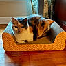 animal, calico_cat, cardboard, cat, cat_bed, cozy, curtains, cute, domestic_cat, feline, fur, heart_pattern, home, indoor, pet, relaxed, resting, scratching_post, window, wooden_floor