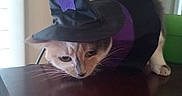 Missy is registered to the contest to win money with this photo: animal, black, brown, cape, cat, costume, curious, cute, ears, feline, fur, indoor, pet, purple, purple_star, sniffing, table, whiskers, witch_hat, wood
